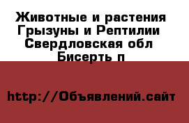 Животные и растения Грызуны и Рептилии. Свердловская обл.,Бисерть п.